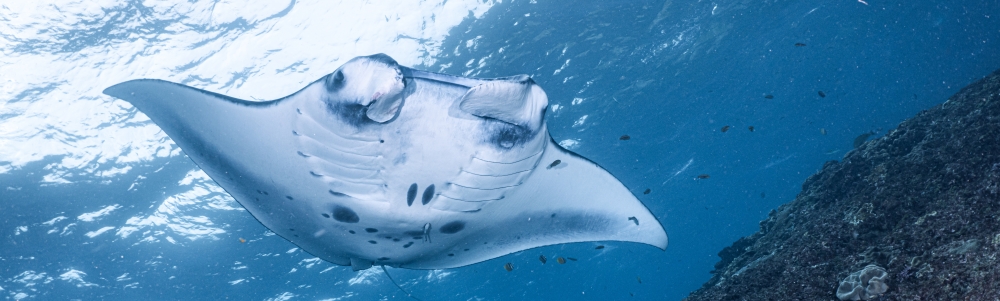 Image de bannière d’utilisateur/utilisatrice